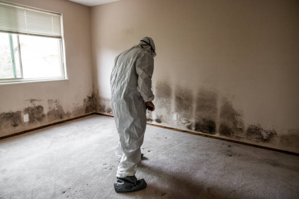 Best Insurance-Related Mold Remediation in Webberville, MI